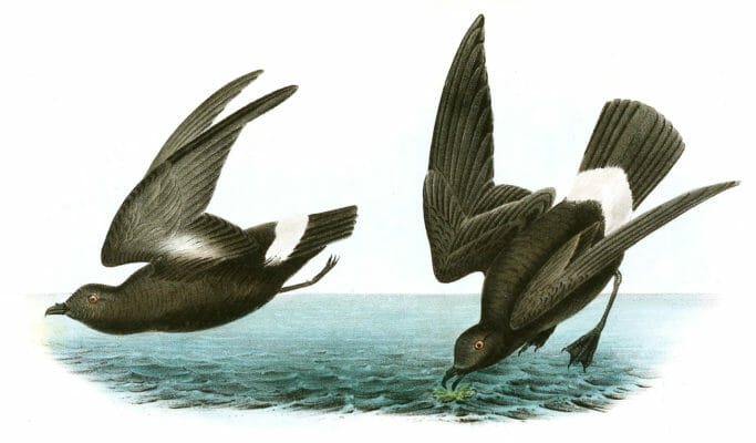 Least Petrel Bird Vintage Illustrations