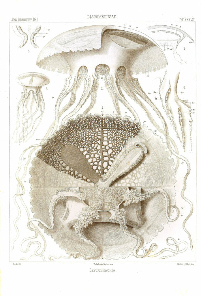 Leptobraachia Vintage Jellyfish Illustration