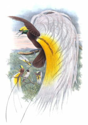 Lesser Bird Of Paradise Paradisea Minor Vintage Illustration