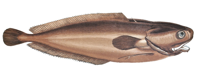 Lesser Forkbeard Fish Vintage Illustration