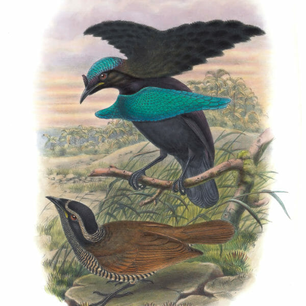 Lesser-Superb-Bird-Of-Paradise-Lophorhina-Minor-Vintage-Illustration