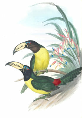 Lettered-aracari-Toucan-Pteroglossus-Inscriptus