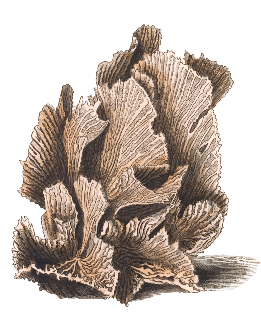 Lettuce Madrepore Vintage Coral Illustration
