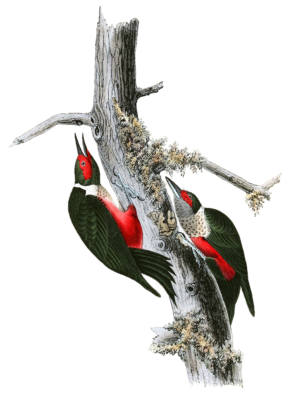 Lkewis Woodpecker Bird Vintage Illustrations