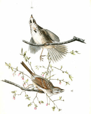 Long Finch Bird Vintage Illustrations