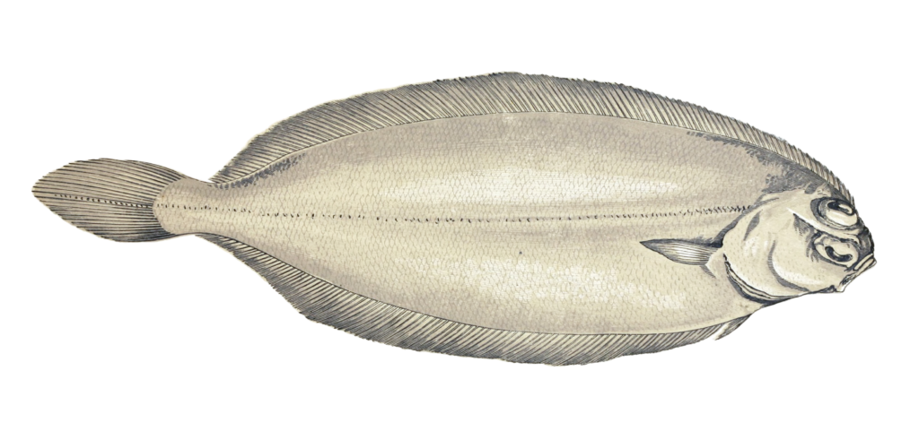 Long Flounder Fish Vintage Illustration