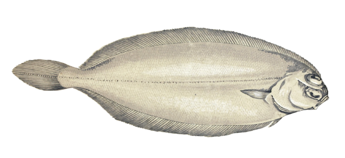 Long Flounder Fish Vintage Illustration