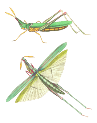 Long Fronted Locust Vintage Insect Illustration