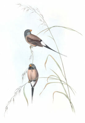 Long Tailed Grass Finch Bird Vintage Illustrations