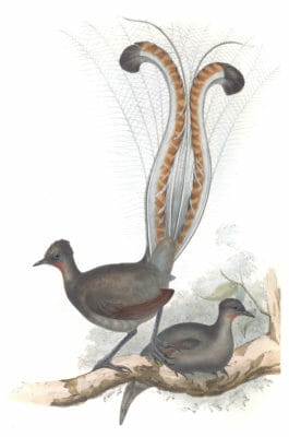 Lyre bird Vintage Illustrations