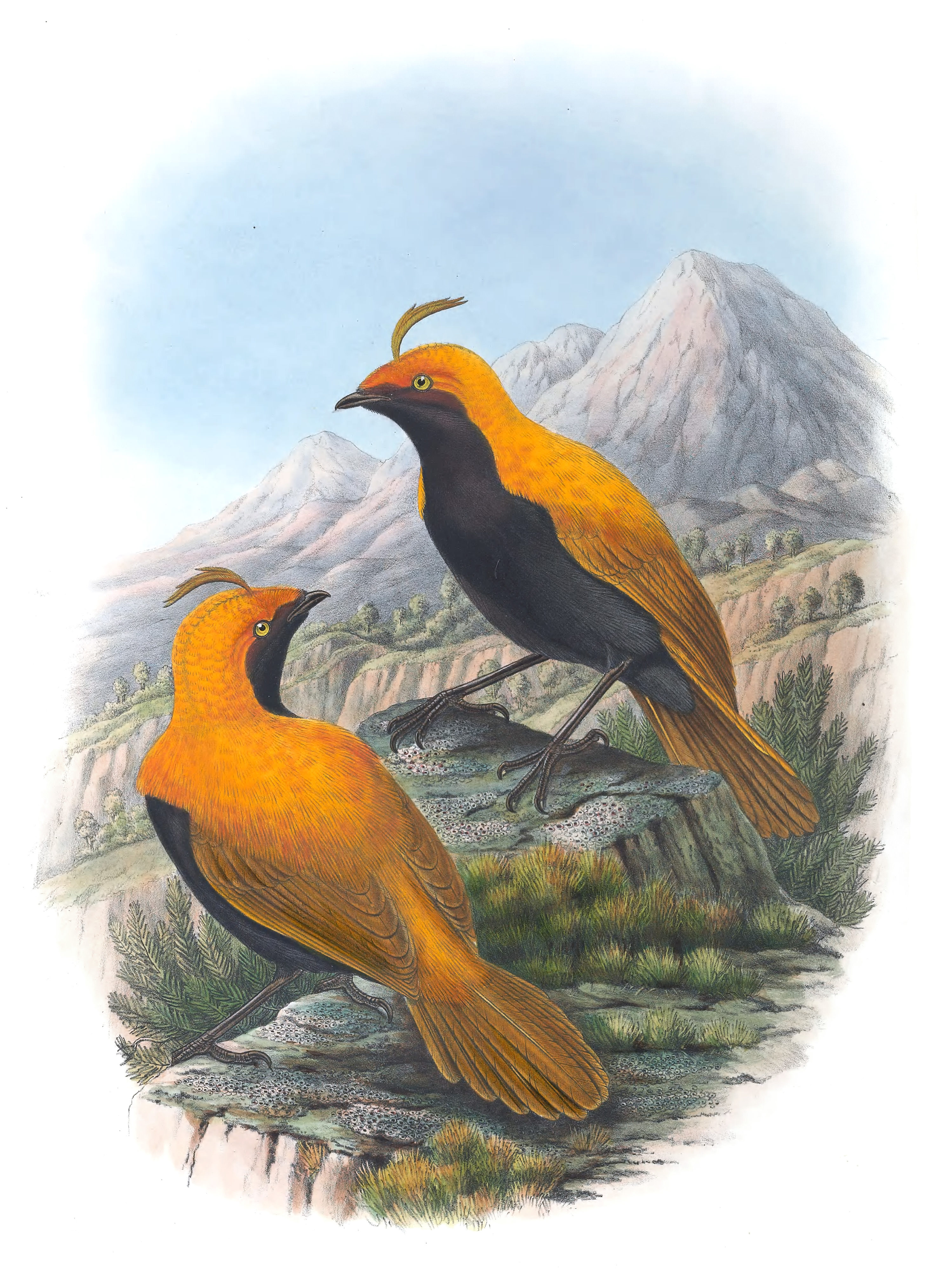 Macgregors-Bird-Of-Paradise-Cnemophilus-Macgregori-Vintage-Illustration