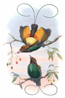 Magnificent Bird Of Paradise Diphyllodes Chrysoptera Vintage Illustration