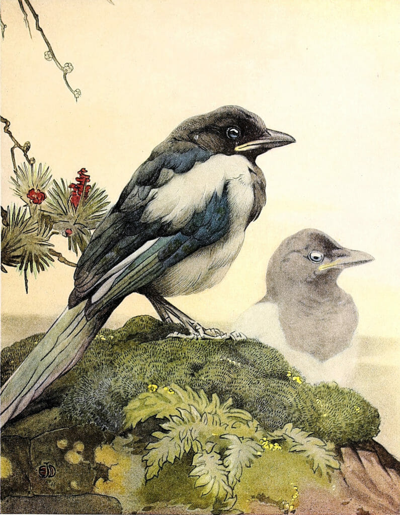 Magpie baby Vintage Baby Bird Illustration