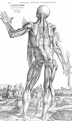 Male Anatomy Muscles From Rear 3 Vintage Anatomy Illustrations
