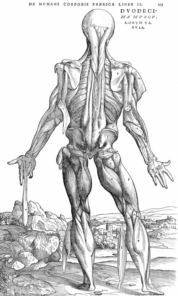 Male Anatomy Muscles From Rear 4 Vintage Anatomy Illustrations
