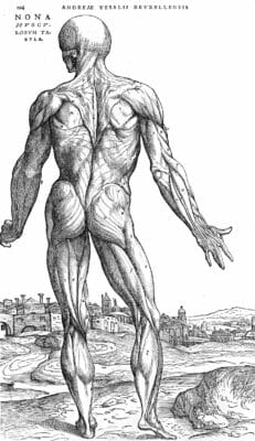 Male Anatomy Muscles From Rear Vintage Anatomy Illustrations