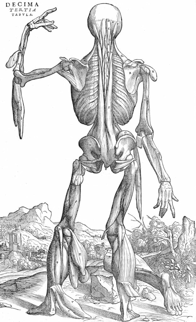 Male Anatomy Skeleton And Muscles From Rear Vintage Anatomy Illustrations