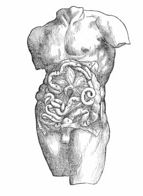 Male Digestve System Internal Organs 2 Vintage Anatomy Illustrations
