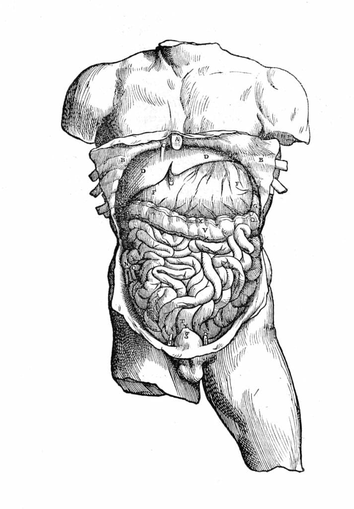 Male Digestve System Internal Organs 3 Vintage Anatomy Illustrations