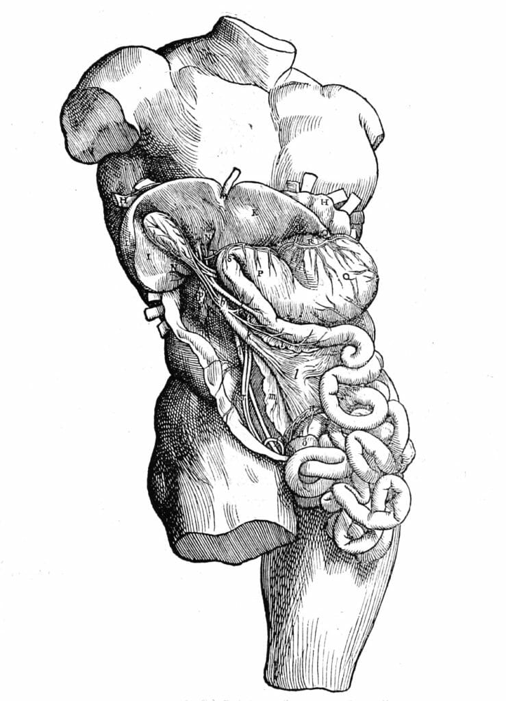 Male Digestve System Internal Organs Vintage Anatomy Illustrations