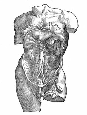 Male Internal Organs Vintage Anatomy Illustrations