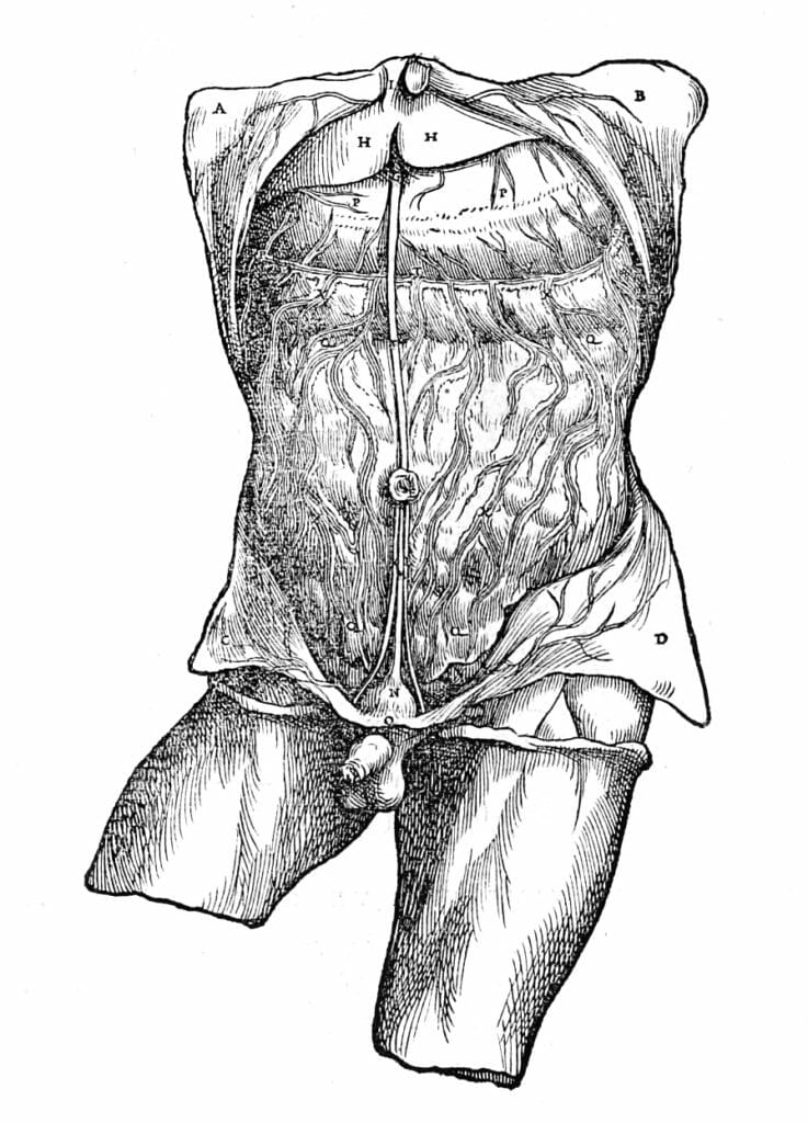 Male Mid Section Anatomy Vintage Anatomy Illustrations