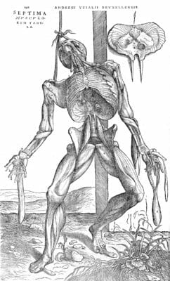 Male Skeleton Disection Vintage Anatomy Illustrations