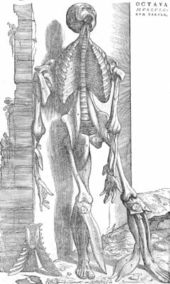 Male Skeleton Standing With Muscles Hanging Off Vintage Anatomy Illustrations