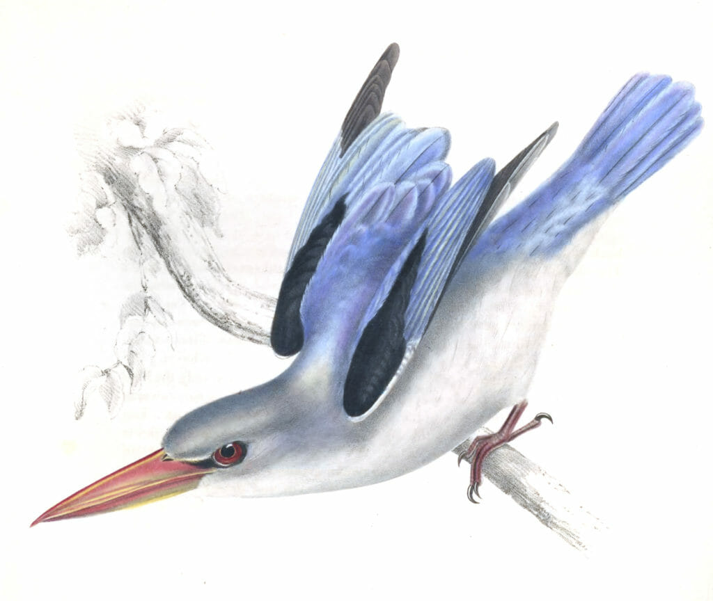 Mangrove kingfisher halcyon senegaloides - Vintage Bird Illustrations