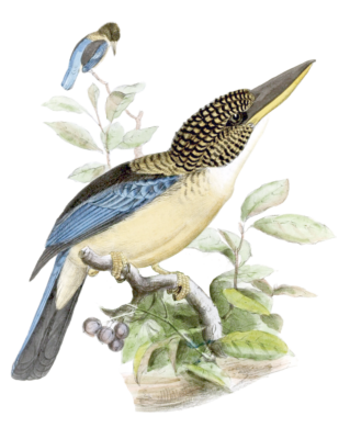 Mantled Kingfisher 2 Bird Vintage Illustration