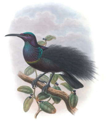 Mantous Riflebird Craspedophora Mantoui Vintage Illustration