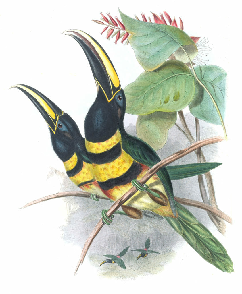 Many-banded-aracari-Toucan-Pteroglossus-Pluricintus