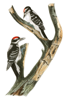 Marias Woodpecker Bird Vintage Illustrations