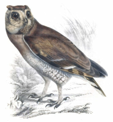 Marsh Ow -l otus capensis - Vintage Bird Illustrations