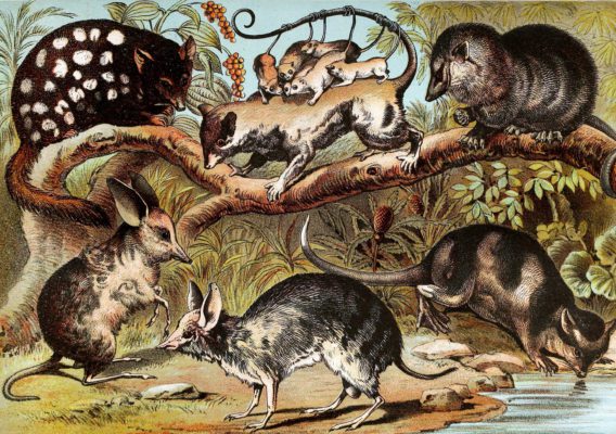 Marsupials Badicoots opossum Vintage Illustrations