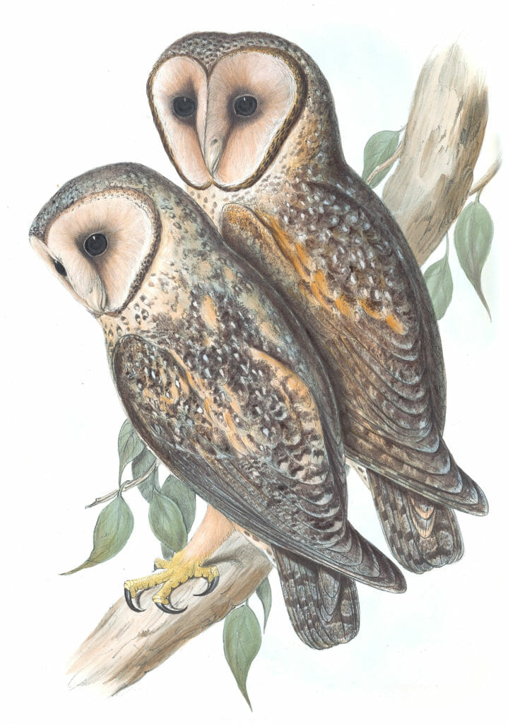 Masked Barn Owl Bird Vintage Illustrations