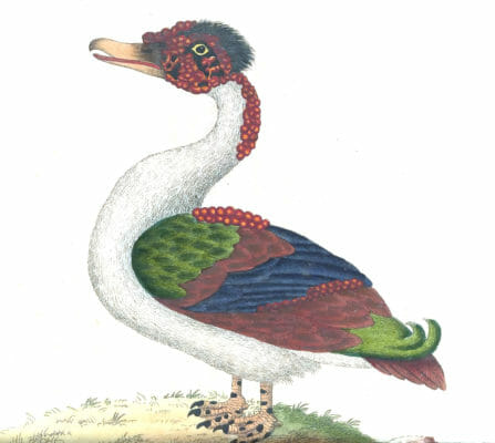 Merian Duck Vintage Illustration