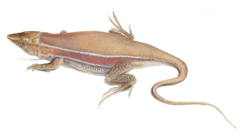 Meroles ctenodactylus Lizard Acanthodactylus Capensis Vintage Illustration