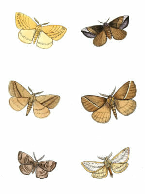Messata-Aenescens-Pandala-Dolosa-Sangatissa-Subcurvifera-Moth-Vintage-Illustration