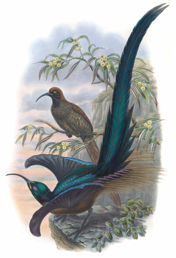 Meyers Sickle Billed Bird Of Paradise Vintage Illustration