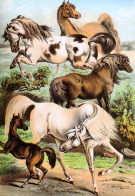 Mustang Arabian Horse and Shetland Pony Vintage Illustrations