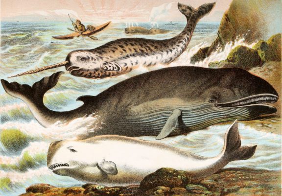 Narwhal White Whale and Rorqual Vintage Illustrations