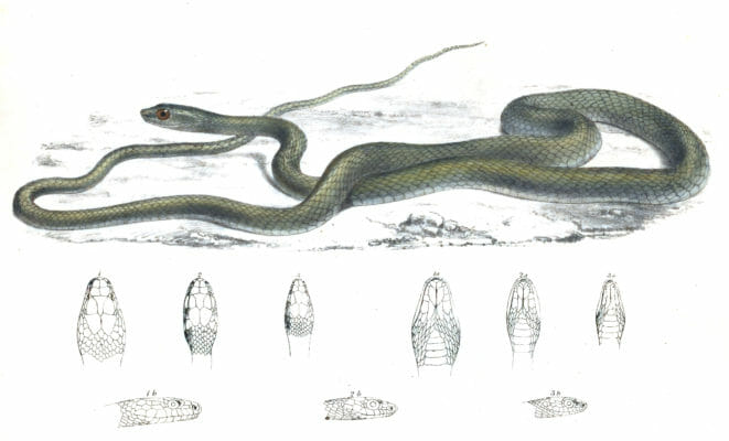 Natal green snake Dendrophis Natalensis Vintage Illustration