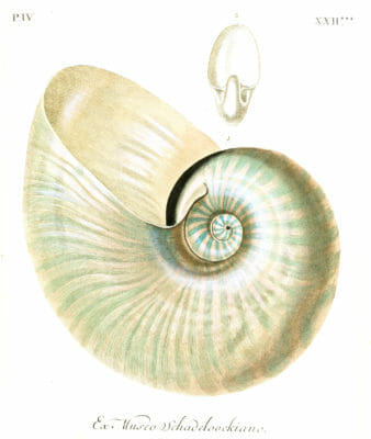 Nautilus Shell 2