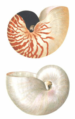 Nautilus shell Vintage Illustration