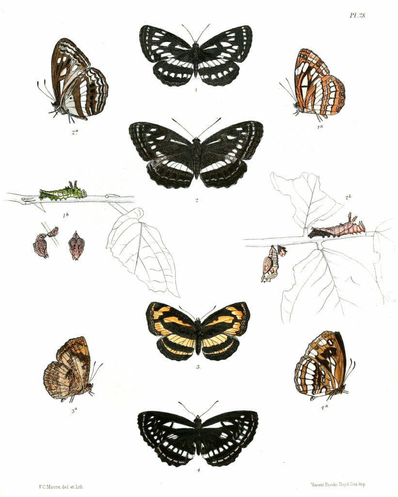 Neptis-Varmona-Neptis-Jumba-Rahinda-sinuata-N-eptis-disrupta-with-caterpillar-and-pupa