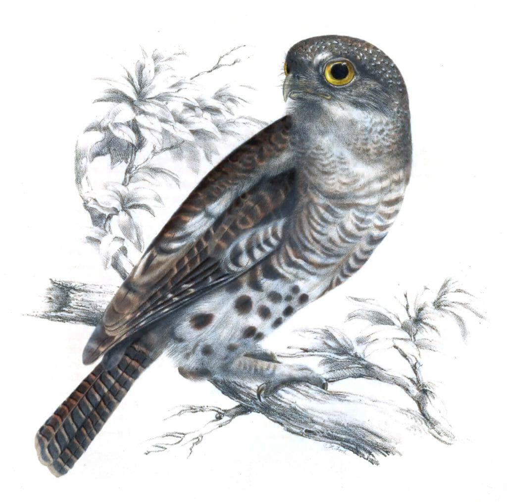 New Early Pliocene Owls athene capensis - Vintage Bird Illustrations