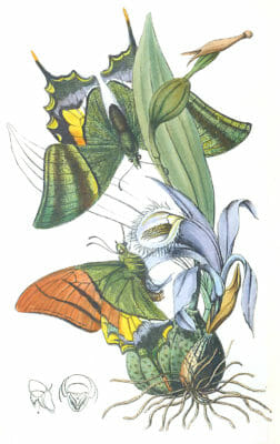New Genus Of Papilionidae2 Vintage Illustration