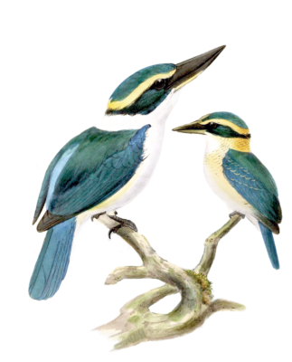 New Herides Kingfisher Bird Vintage Illustration