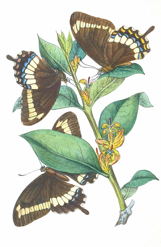 New Species Of Papilio From Melville Vintage Illustration